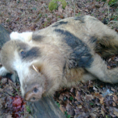 15.1.15 Bratíkovsky