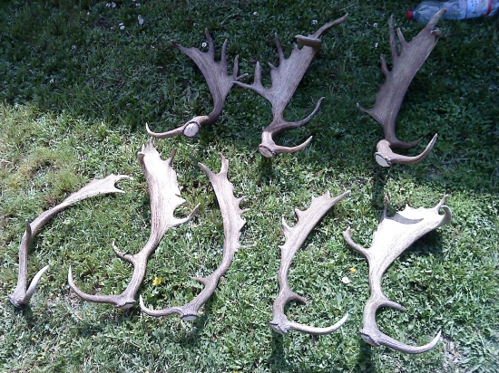 Dnešná vychádzka s kamarátmi