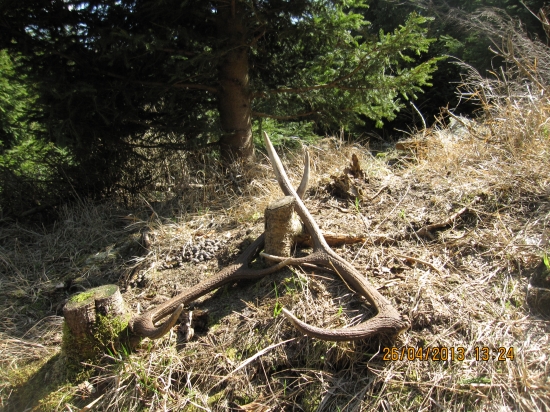 Nerozlučná dvojice