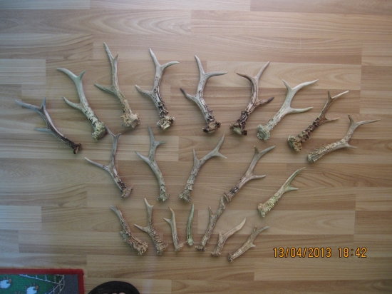 Moje letošní srnčí.