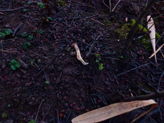 Byla ještě docela tma.