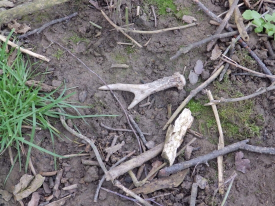 Mladý dvojterák:-)