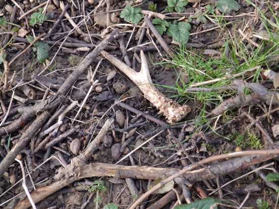 další čerstvý vidlák.