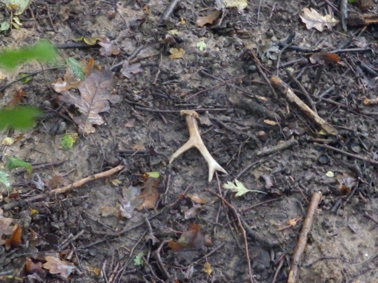 Jubilejní!Ořechový.