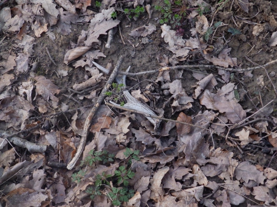 Ve vysokém lese 27.