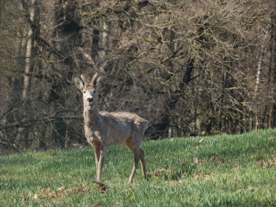 Kozel