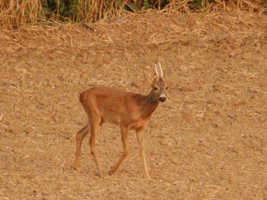 Pohublý.