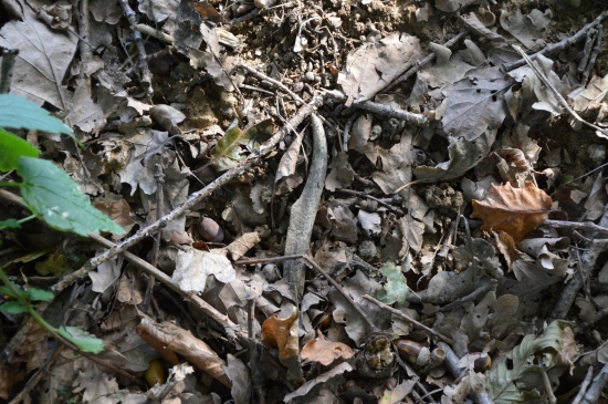 Špičák 39.Pvní pohled.