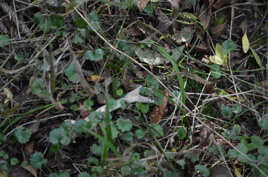 Párová rarita č.40 První pohled.