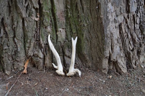 Rarita z minulého týdne.