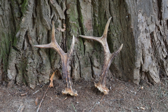 Od jednoho srnce.2013-2014