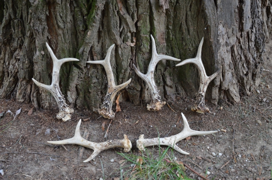 Spodní 2009 stojící 2011,2012.