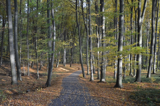 V bučině.