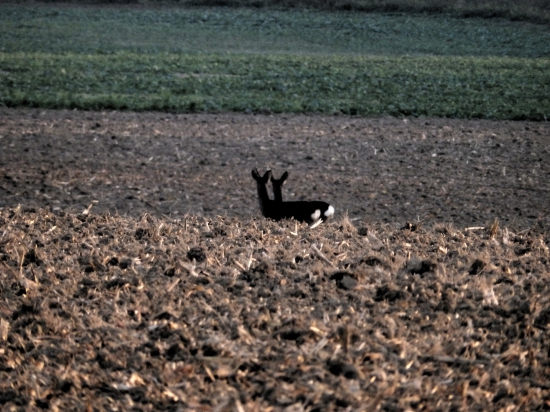 Černobílé.