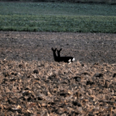 Černobílé.