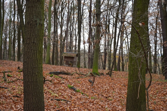 Les připravený na zimu.
