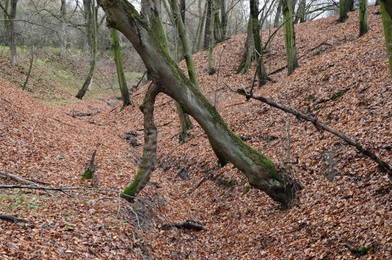 Hříčka přírody