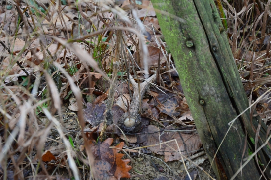 Mikulášská nadílka.