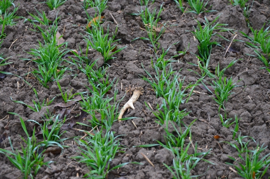 č.46 párový k 43.