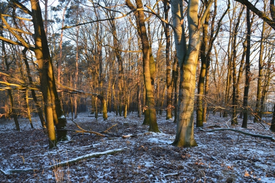 Mrazivé ráno v lese.