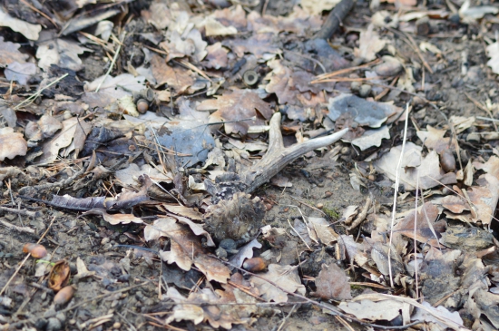 L.4.Kapitální.Takhle jsem ho zahlédl.