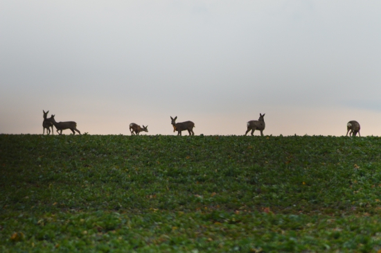 Horizont.