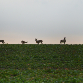 Horizont.