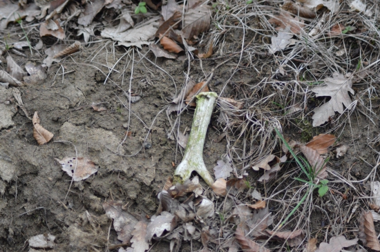 L.11.Požvýkaná fosílie :-)