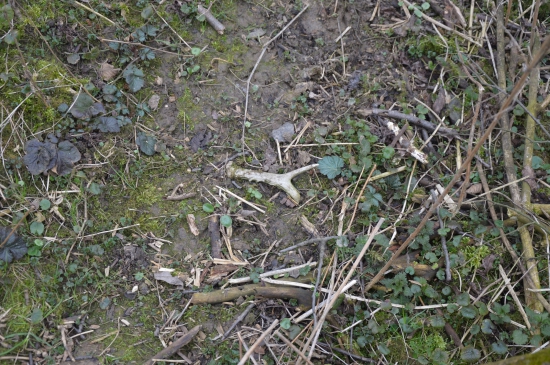 L.13.Opět zlomený staroch.