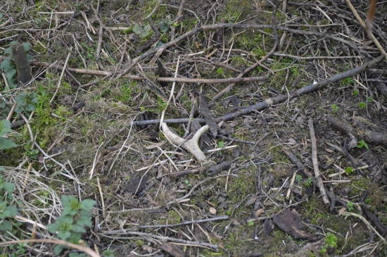 L.14.Pod šípkovým keřem.