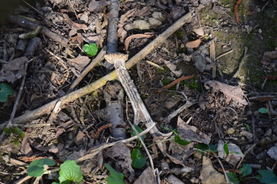 L.23.Čerstvý junák.