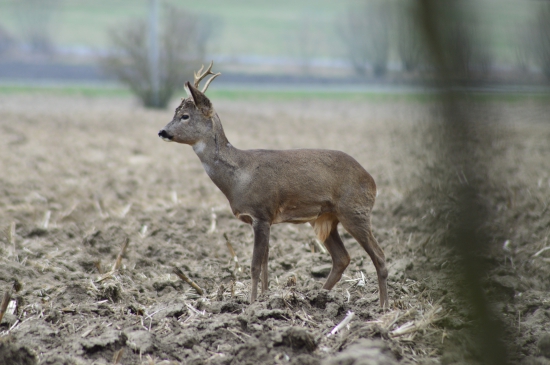 Raritní.