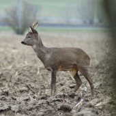 Raritní.