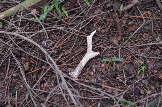 L.25.Náhodné torzo.