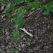 L.27.