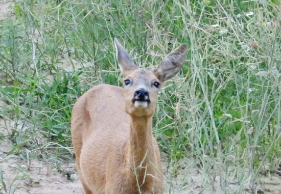 Větřila.