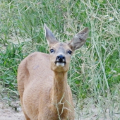 Větřila.