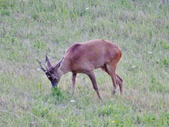 Starý pán.