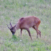 Starý pán.