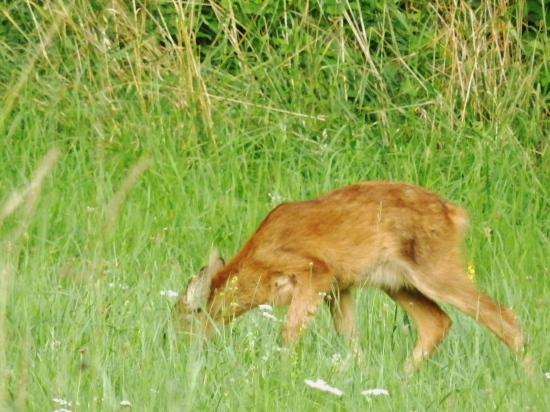 Chlupáč.