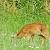 Chlupáč.