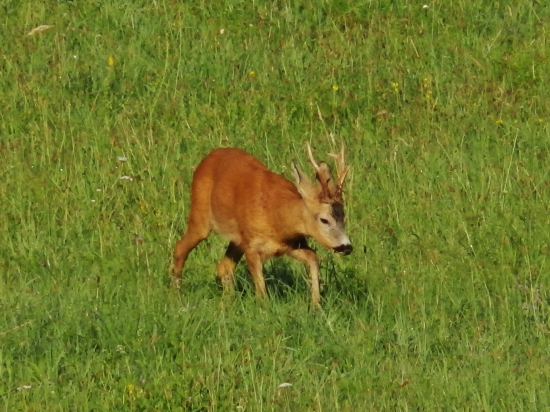 Zralý.