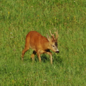 Zralý.