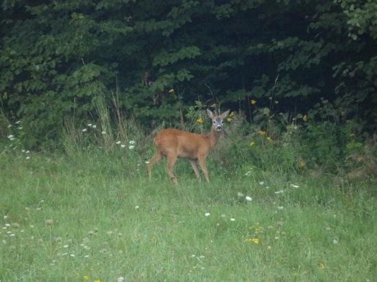 Druhá hlava.