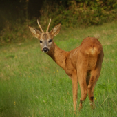 Mladý pán.
