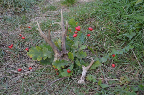 Přírode a sběru zdar!