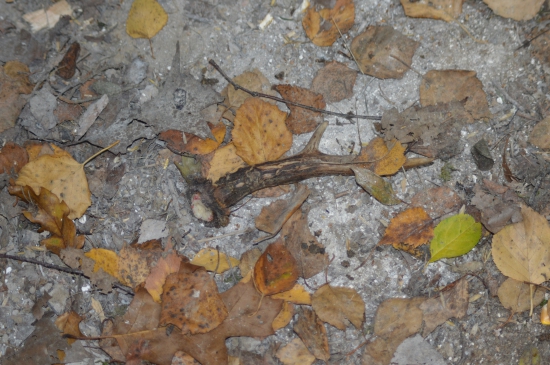 L.33.Dušičkový na cestě.