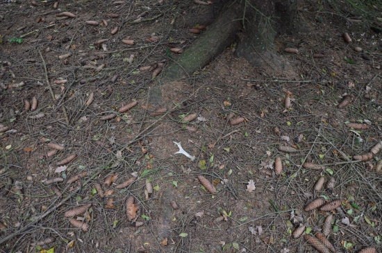 L.37.Pořádně ohlodaný.