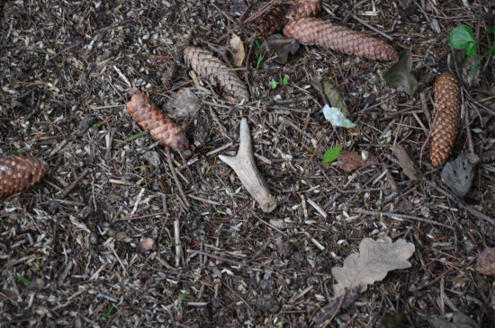 L.38.Silný vydláček.