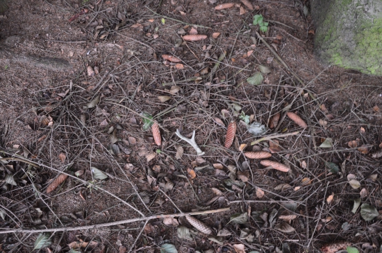 L.39.Další bledule.